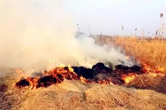 大力士 生物質燃燒機