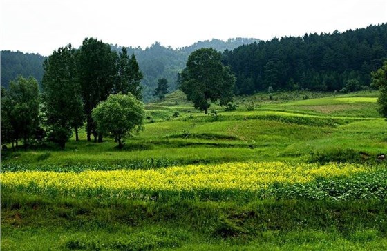 大力士生物質(zhì)燃燒機(jī)