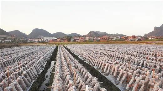 大力士 生物質(zhì)燃燒器