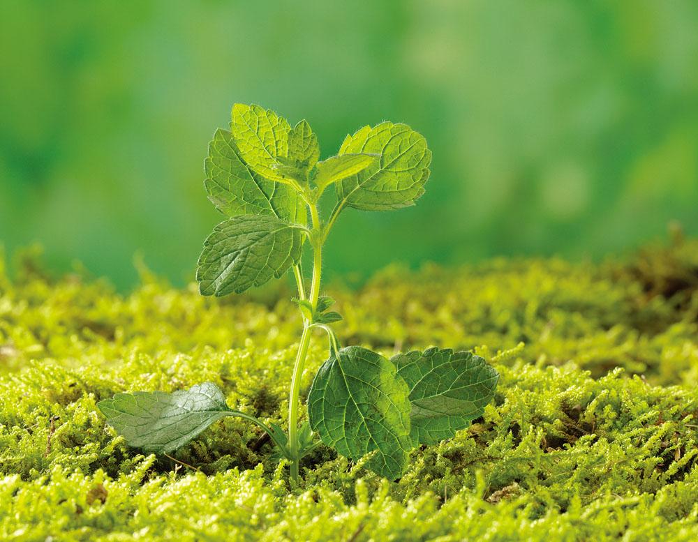 重磅| 國家能源局：鼓勵地方對生物質(zhì)能清潔供暖積極給予支持（二）